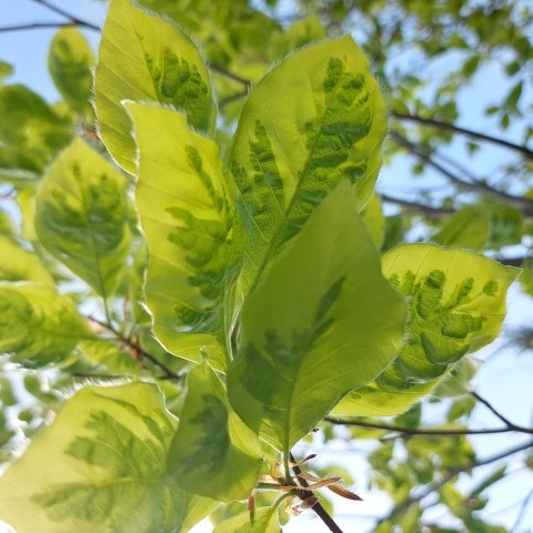 FAGUS SYLVATICA BICOLOR