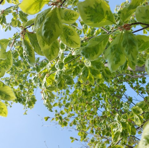 FAGUS SYLVATICA BICOLOR