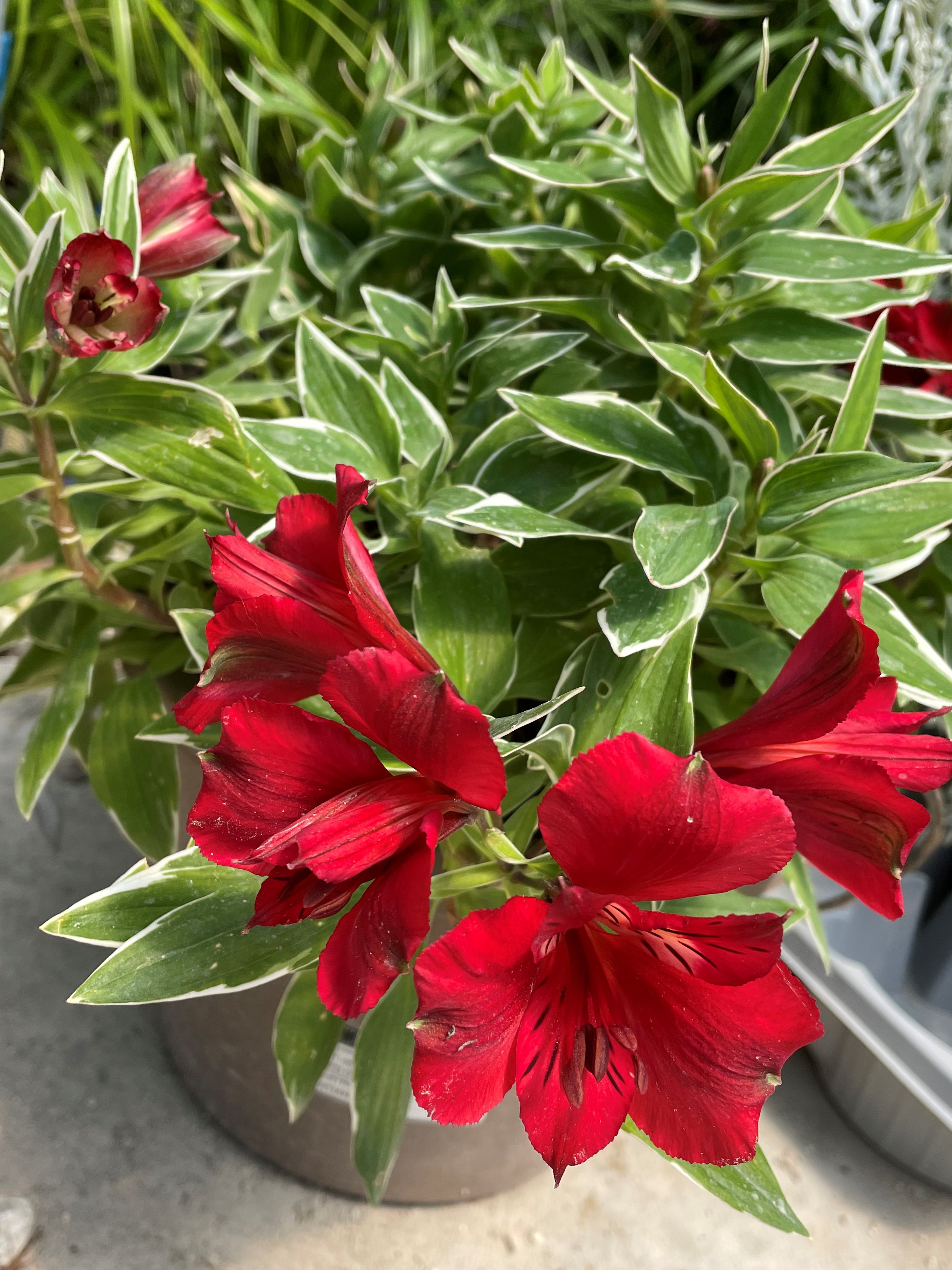 ALSTROEMERIA NANA