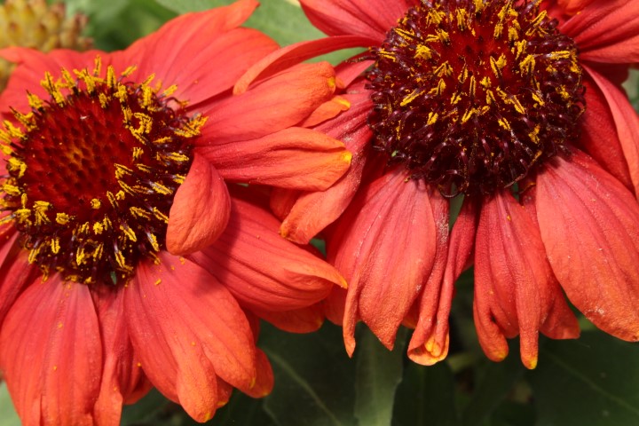 GAILLARDIA ARISTATA RED SHADES