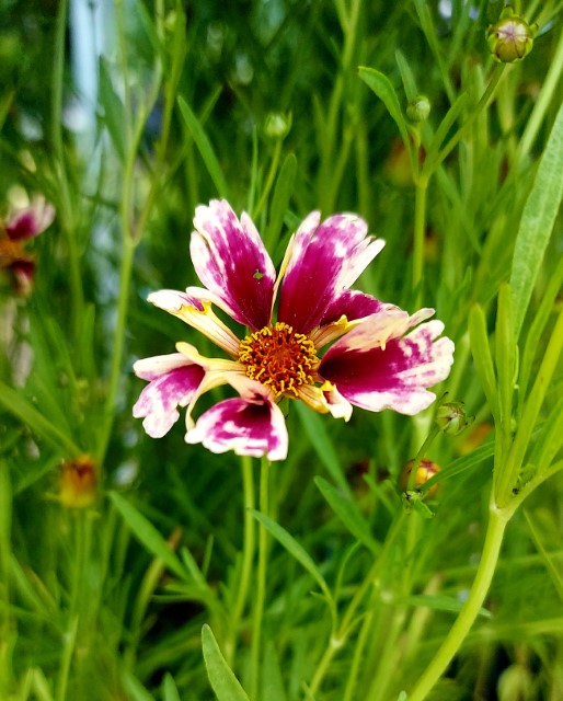 COREOPSIS RUBY FROST