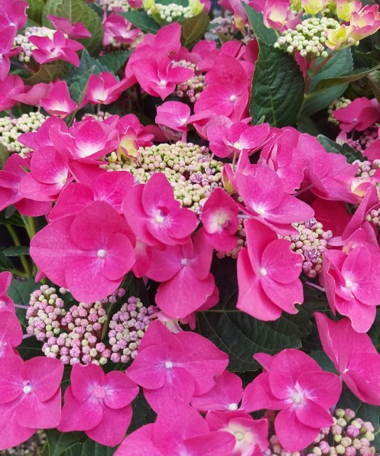 HYDRANGEA MACROPHYLLA FRISBEE HOT PINK
