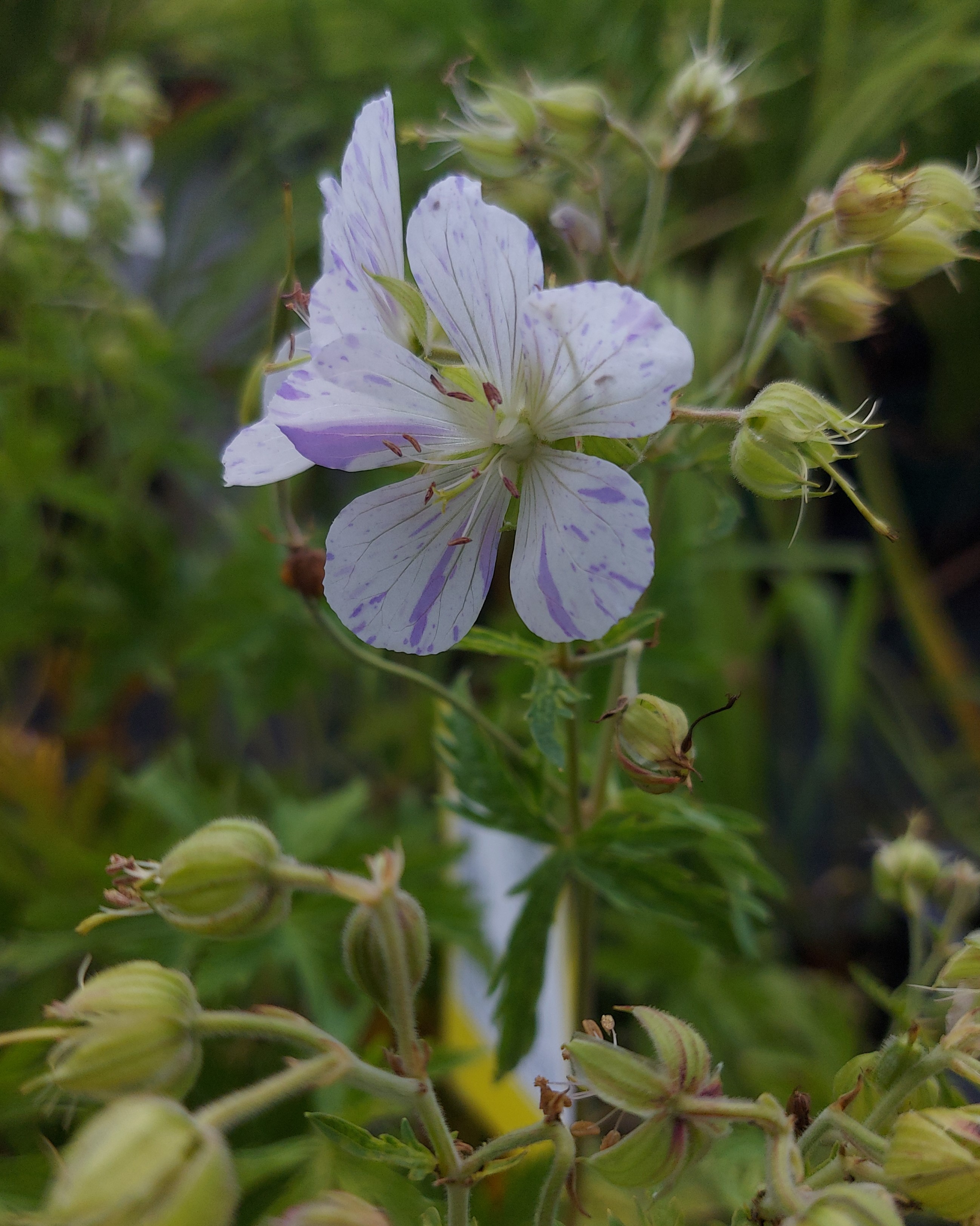 GERANIUM PRATENSE SPLISH SPLASH