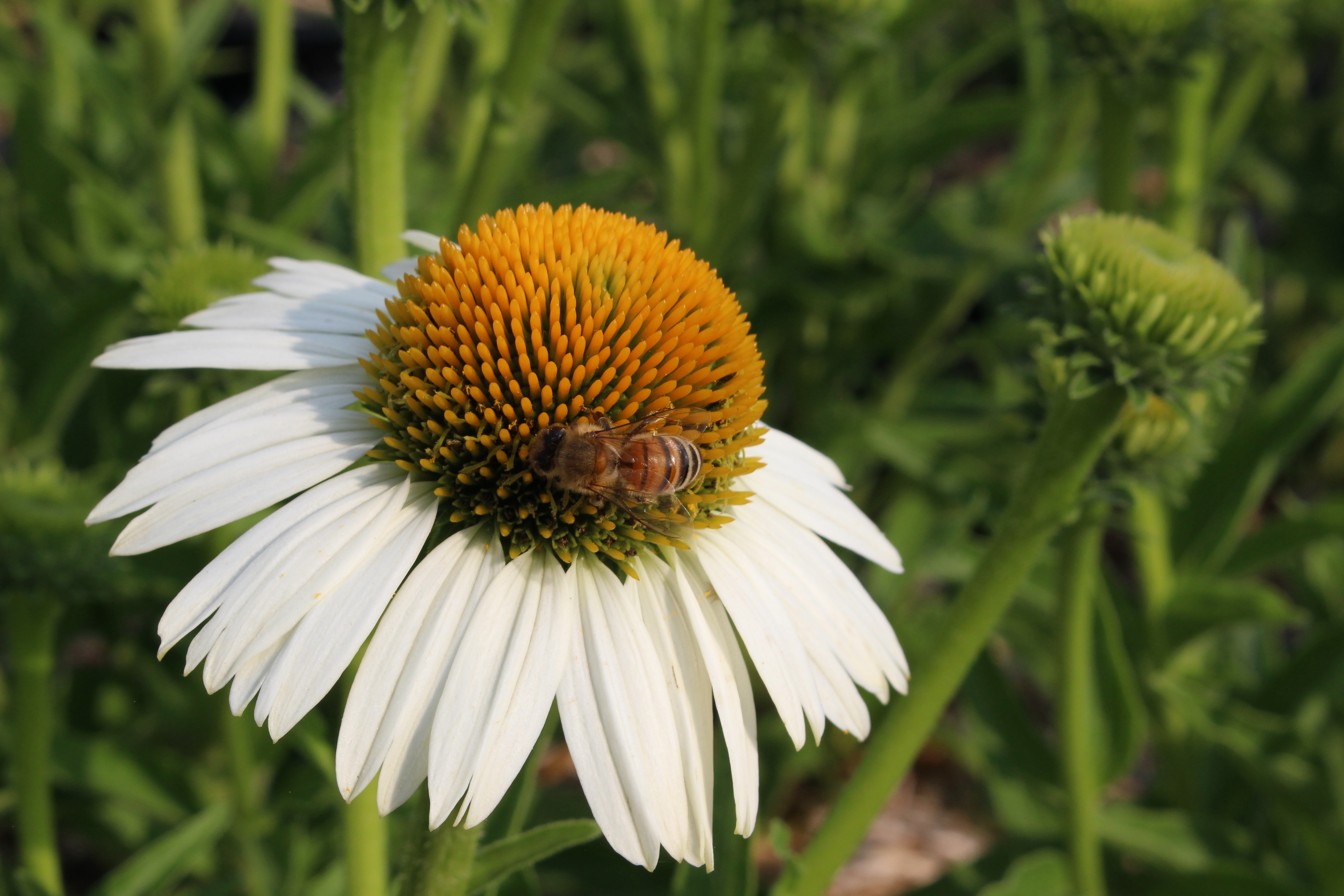 ECHINACEA SUNSEEKERS WHITE