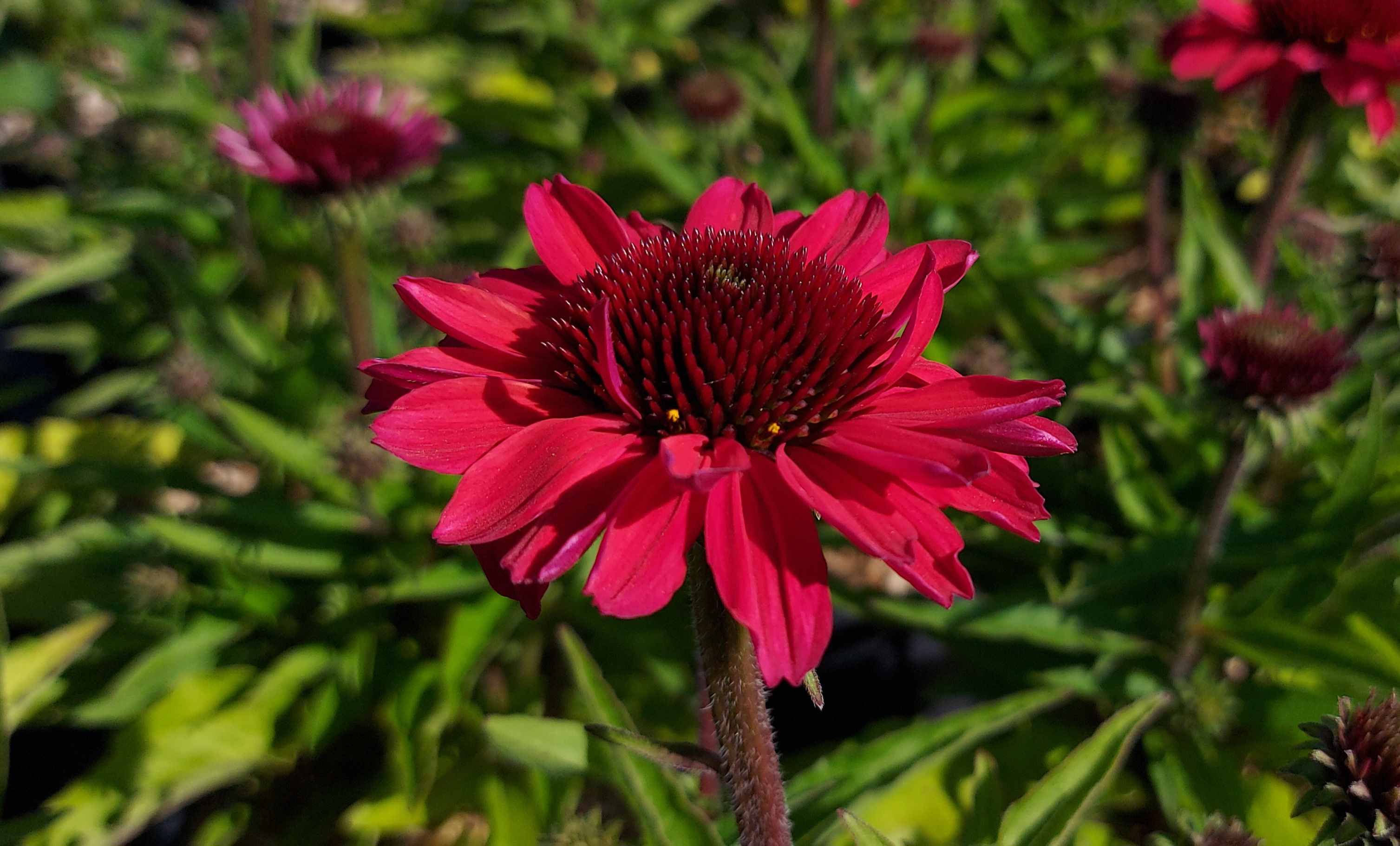 ECHINACEA SUNSEEKERS RED