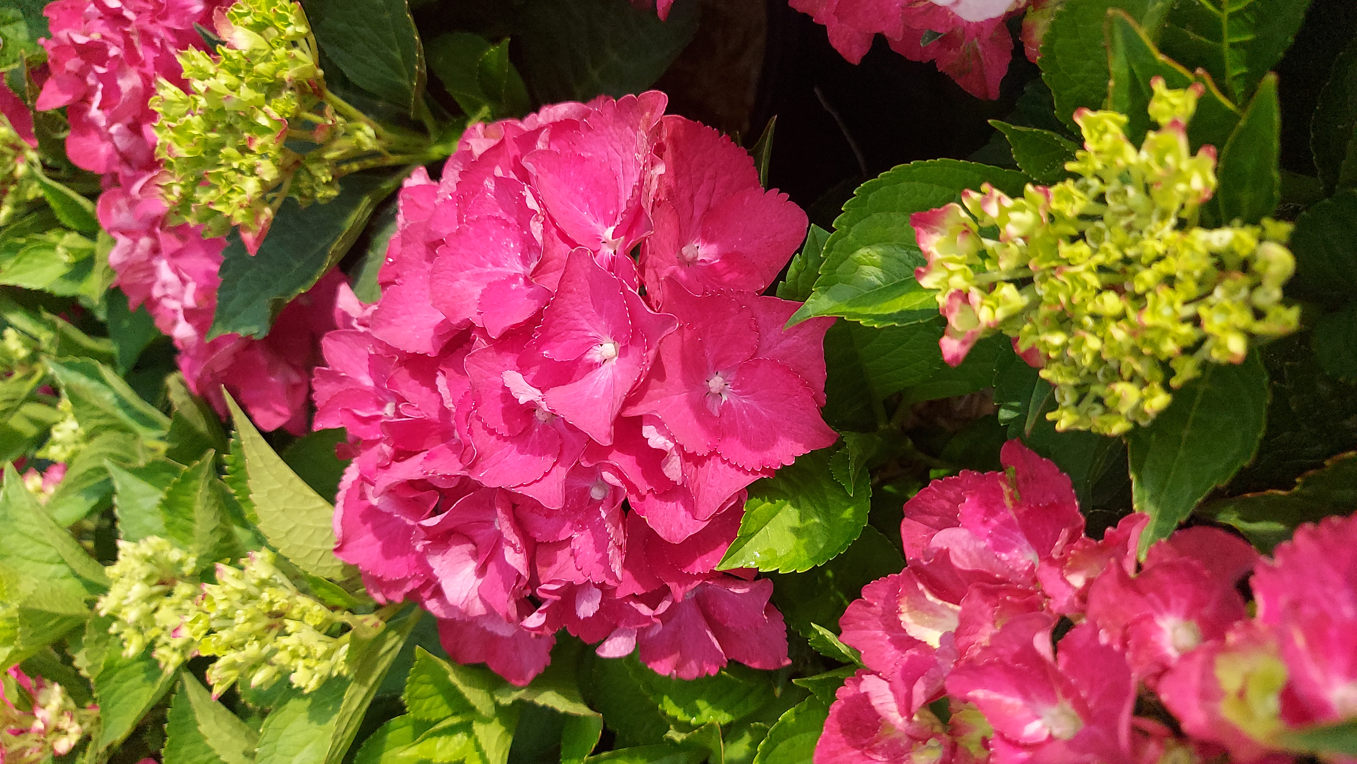 HYDRANGEA MACROP. SPEEDY RED IMPROVED