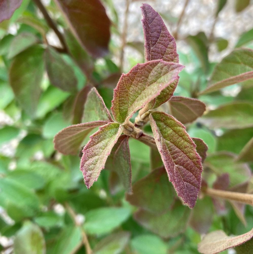 VIBURNUM LUSONICUM SNOW JOEY