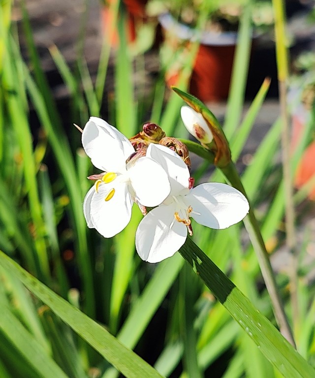 LIBERTIA GRANDIFLORA