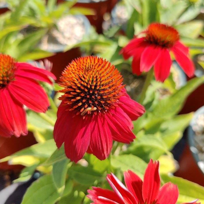 ECHINACEA PURPUREA LAKOTA RED