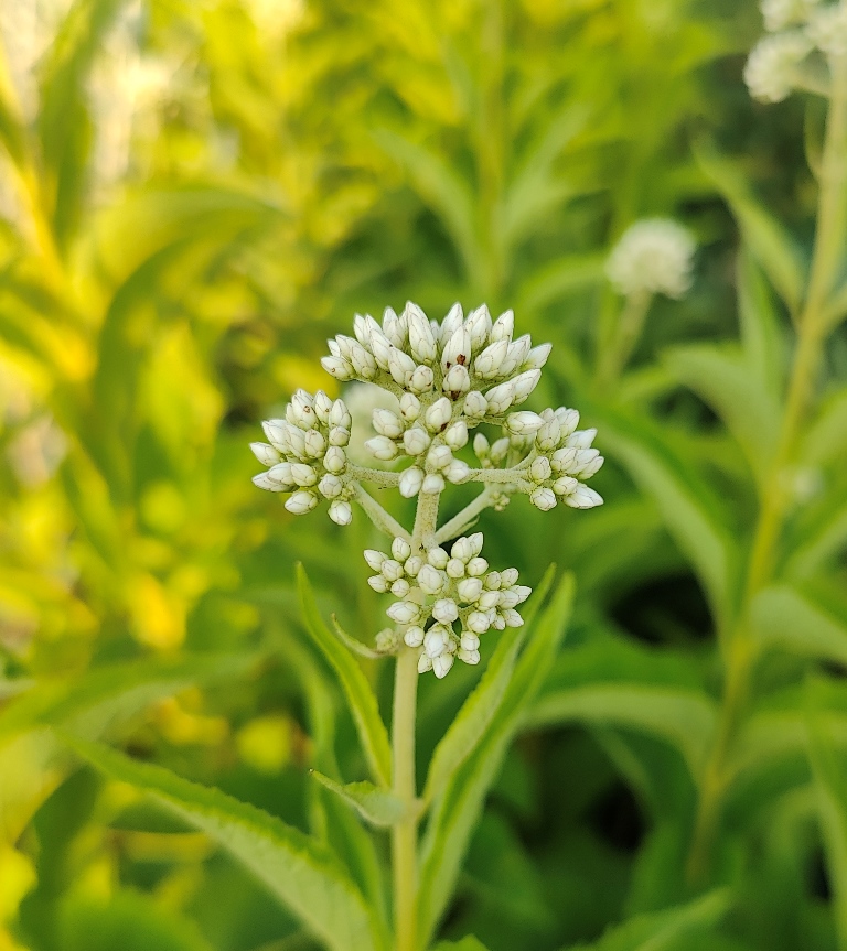 EUPATORIUM RUGOSUM SNOW BALL