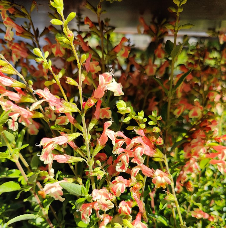 SALVIA MICROPHYLLA BELLE DE LOIRE