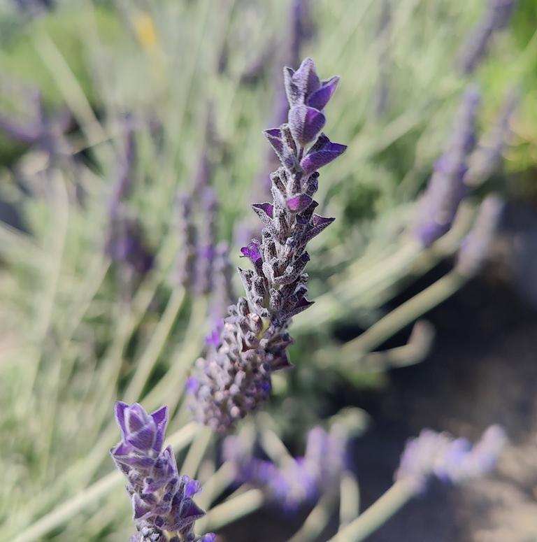 LAVANDULA X GINGINSII GOODWIN CREEK