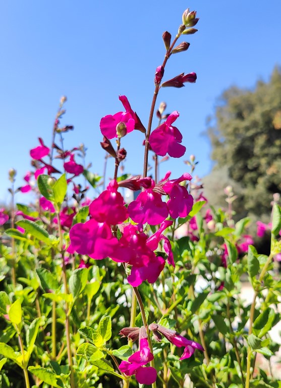 SALVIA MICROPHYLLA CHERRY LIPS