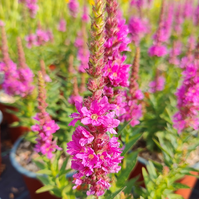 LYTHRUM SALICARIA ROBIN