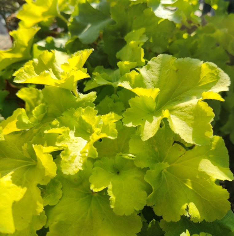 HEUCHERA VILLOSA CARNIVAL LIME