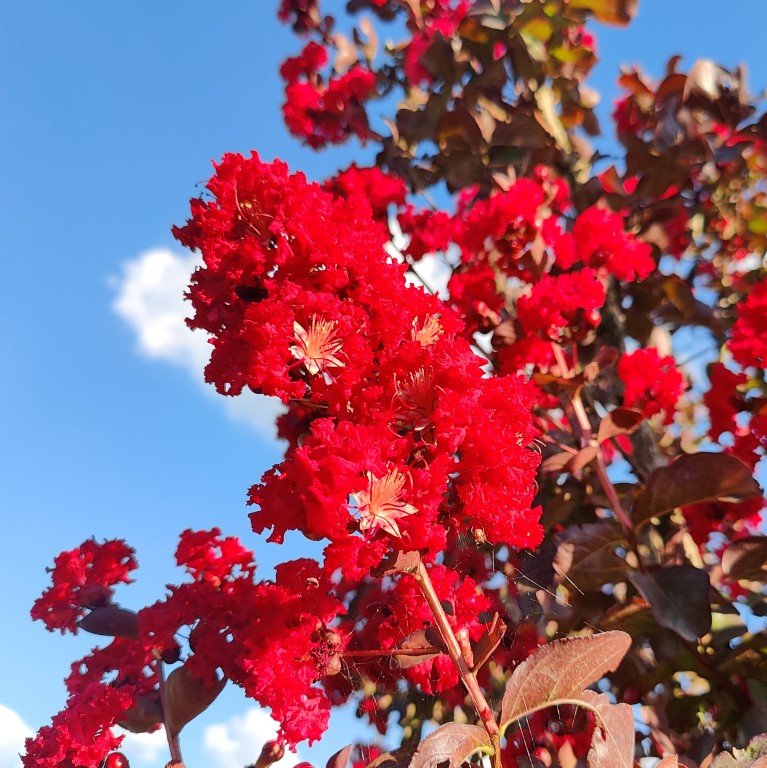 LAGERSTROEMIA INDICA DYNAMITE
