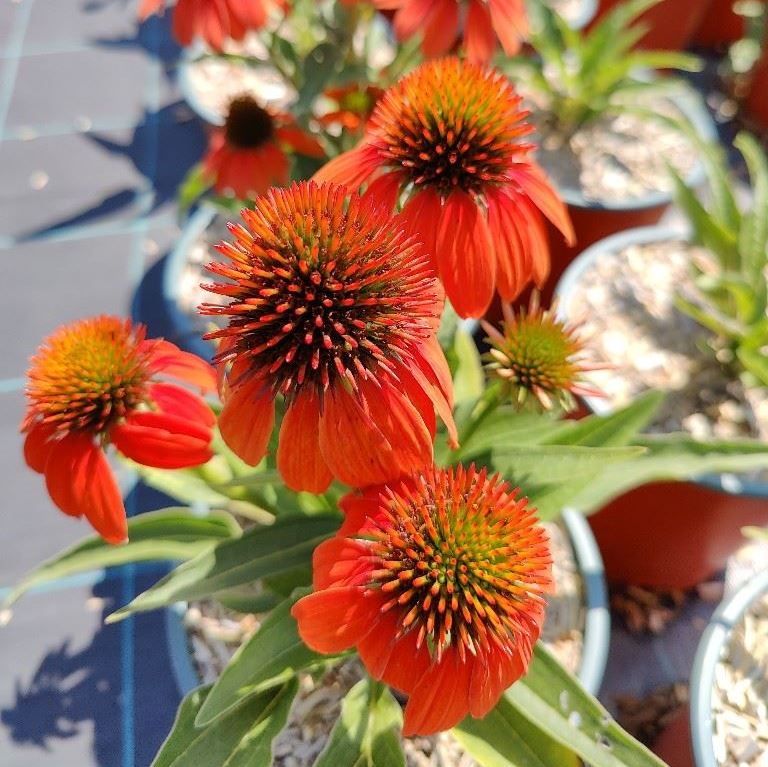 ECHINACEA PURPUREA LAKOTA ORANGE
