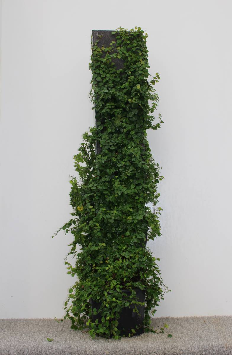 FICUS REPENS A SPALLIERA