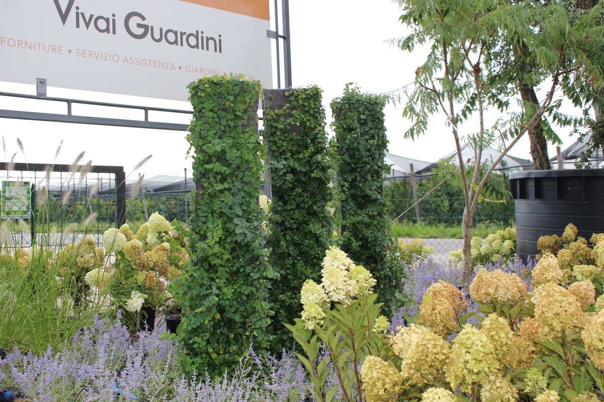 FICUS REPENS A SPALLIERA