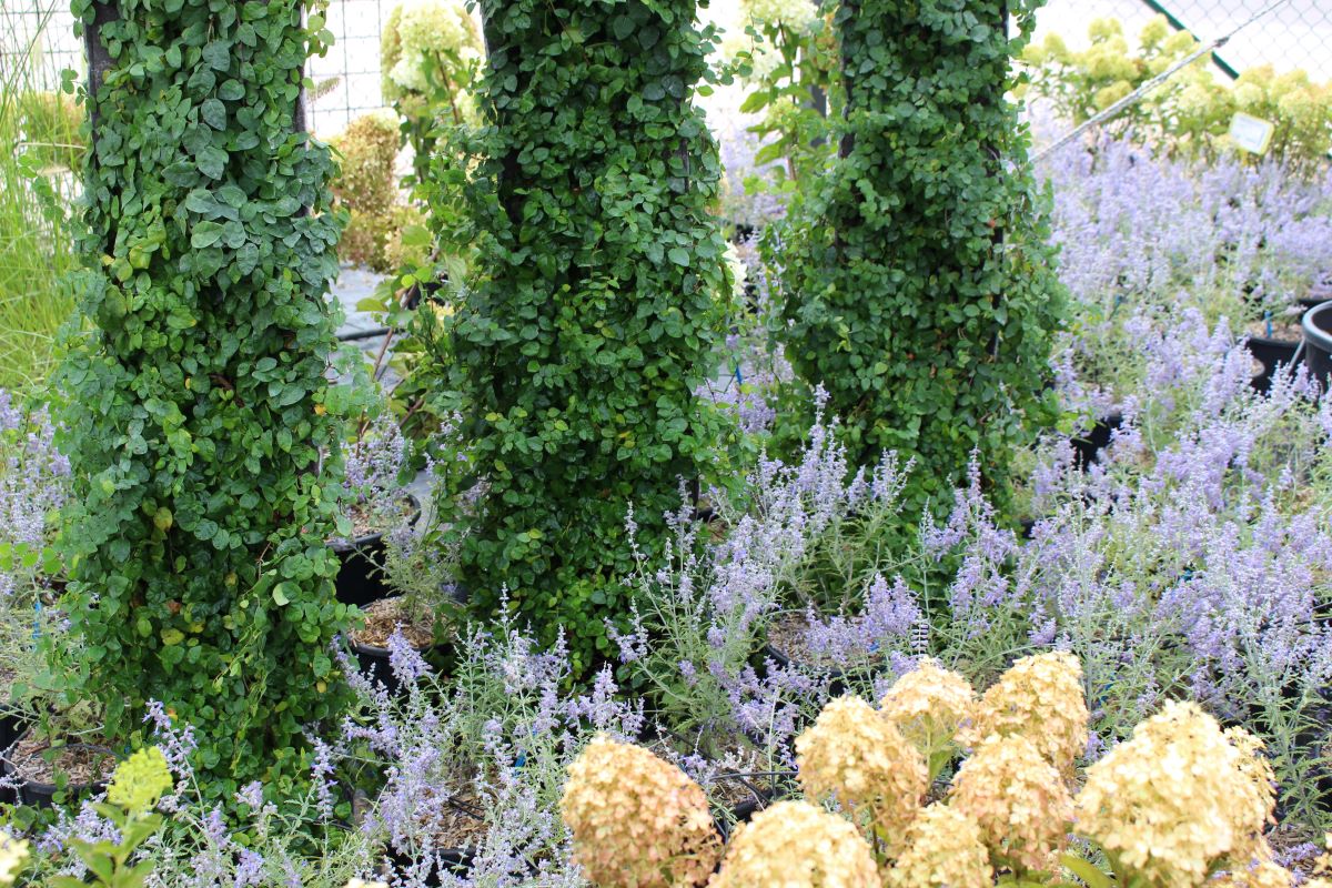 FICUS REPENS A SPALLIERA